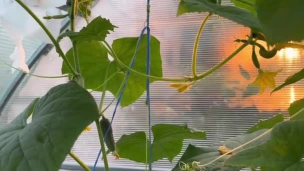 温室キュウリの成長と開花 有機食品の栽培 キュウリの収穫 — ストック動画