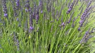 Çiçek açan lavanta çiçekleri. Canlı mor renkler ve narin taç yaprakları sakin ve huzurlu bir atmosfer yaratır. Terapi özellikleriyle tanınan lavantanın sakinleştirici ve yatıştırıcı özü..