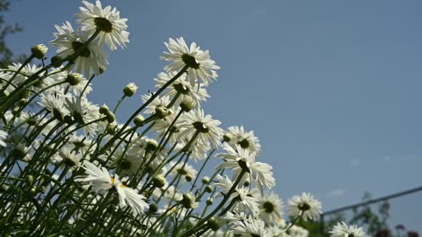 Malownicze Łóżko Ogrodowe Ozdobione Uroczymi Stokrotkami Kwitnące Kwiaty Tworzą Oszałamiające — Wideo stockowe