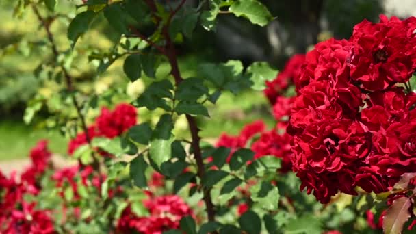 Frodig Trädgård Med Denna Förtrollande Visuella Med Livfull Buske Röda — Stockvideo
