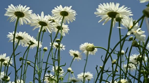 Мальовничому Садовому Ліжку Прикрашеному Чарівними Маргаритками Квіти Цвітуть Створюють Приголомшливе — стокове відео