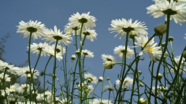 Malebné Zahradní Lůžko Zdobené Půvabnými Sedmikráskami Kvetoucí Květiny Vytvářejí Ohromující — Stock video