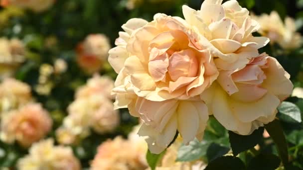 Splendid Bush Adorned Stunning Yellow Roses Serene Garden Setting Captivating — Stock Video