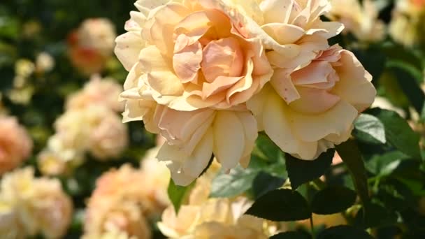 Wspaniały Krzak Ozdobiony Przepięknymi Żółtymi Różami Spokojnej Okolicy Ogrodu Zniewalające — Wideo stockowe