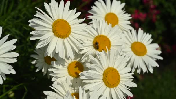 Malownicze Łóżko Ogrodowe Ozdobione Uroczymi Stokrotkami Kwitnące Kwiaty Tworzą Oszałamiające — Wideo stockowe
