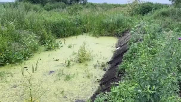 Río Contaminado Con Abundancia Flores Medio Los Escombros Yuxtaposición Belleza — Vídeo de stock