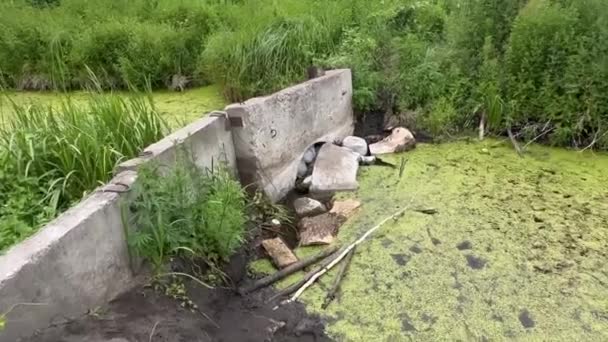 Zanieczyszczona Rzeka Mnóstwem Kwiatów Pośród Szczątków Zestawienie Piękna Degradacji Środowiska — Wideo stockowe