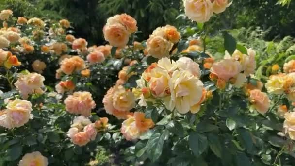 Величезний Кущ Прикрашений Вражаючими Жовтими Трояндами Безтурботному Саду Цей Чарівний — стокове відео