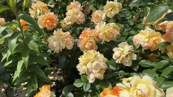Semak Indah Dihiasi Dengan Mawar Kuning Yang Menakjubkan Dalam Pengaturan — Stok Video