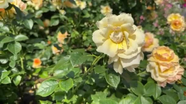 Esplêndido Arbusto Adornado Com Rosas Amarelas Deslumbrantes Cenário Jardim Sereno — Vídeo de Stock