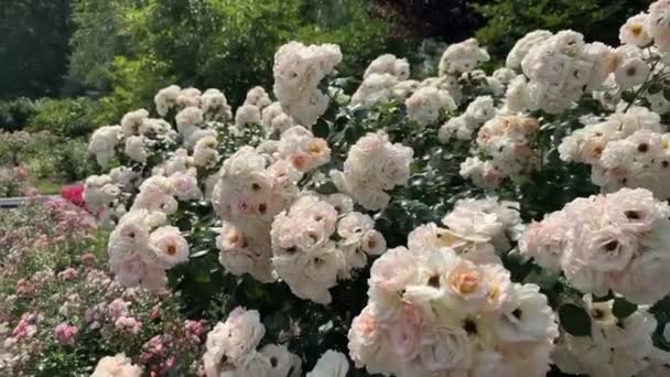 Pembe Güllerden Oluşan Canlı Bir Çalıya Sahip Büyüleyici Bir Manzarası — Stok video