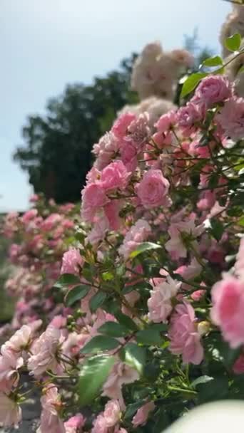 ピンクのバラの鮮やかな茂みを特徴とするこの魅惑的な視覚と緑豊かな庭園 これらの絶妙な花の豊かな色合いとベルベットの花びらは 情熱とロマンスを呼び起こし 魅惑的なシーンを作り出します — ストック動画