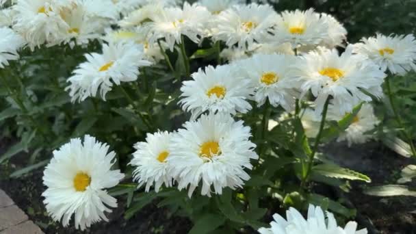 White Asters Exquisite Flowers Exude Elegance Grace Creating Serene Atmosphere — Stock Video