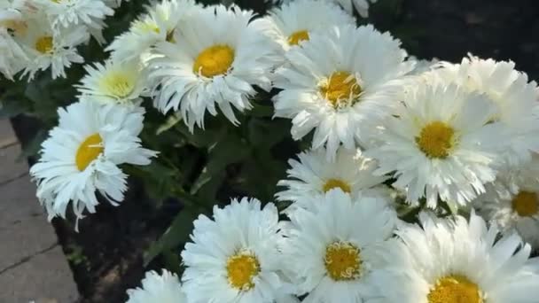 Λευκές Αυτά Υπέροχα Λουλούδια Αποπνέουν Κομψότητα Και Χάρη Δημιουργώντας Μια — Αρχείο Βίντεο