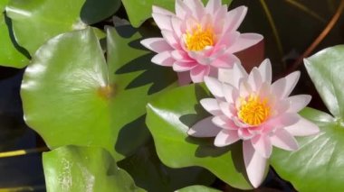 Yapay gölette su zambağı.