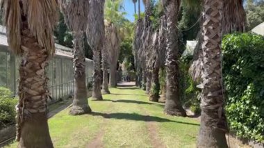 İtalya 'nın Portici kentindeki Napoli Kralları' nın yazlık konutu (saray) yakınlarındaki botanik bahçesi. Sessiz bir yer, uzun ağaçların serinliği, bir şehir parkı.