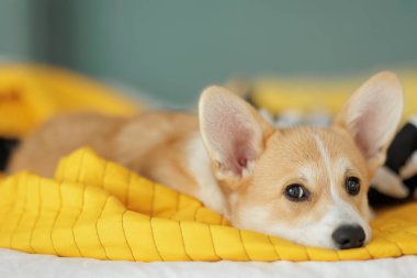 Corgi dog breed. Dog at home. Corgi lies on the bed. High quality photo