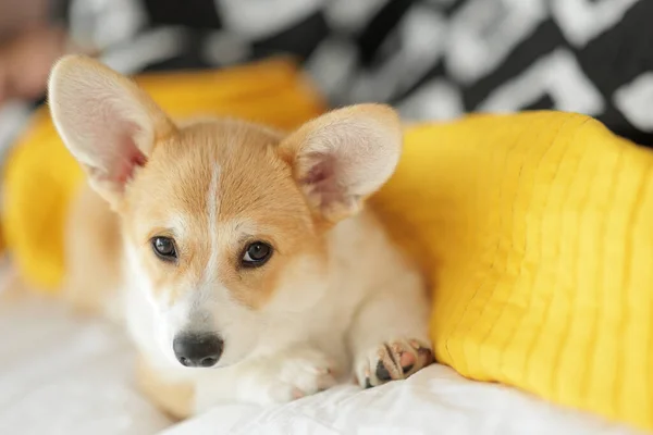 stock image Corgi dog breed. Dog at home. Corgi lies on the bed. High quality photo