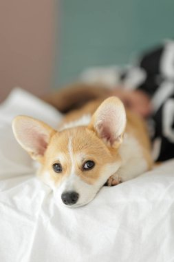Corgi dog breed. Dog at home. Corgi lies on the bed. High quality photo