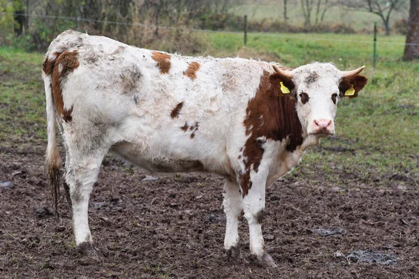 Корова Поле Сельскохозяйственное Животное — стоковое фото