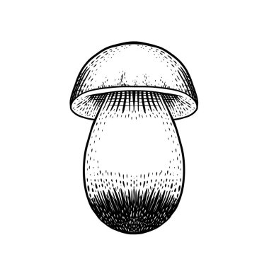 Hand drawn edible wild mushroom, vector illustration