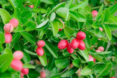 Thai 'nin Karanda ağaçları