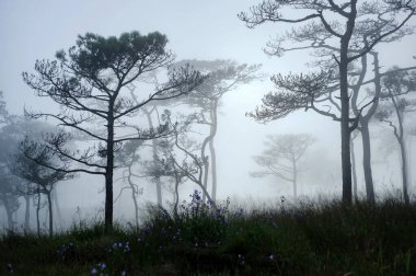 Thai 'nin çam ağacının bir manzara fotoğrafı. Güneşin etrafını kapladığı, cadılar bayramı festivali arka planındaki korkunç sisli sahne gibi.,