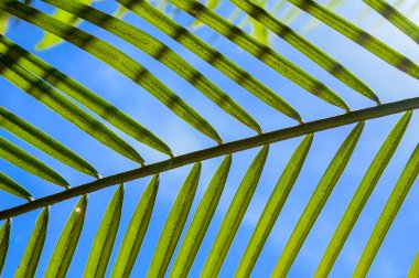 Çok renkli mavi gökyüzünde parlak yeşil palmiye yaprakları yaz mevsiminin uzun bir gününde, çok güçlü bir güneş ışığı ile birlikte doymuş bir renk dokusu ve oranın bazı kısımlarına bazı gölgeler bırakır.