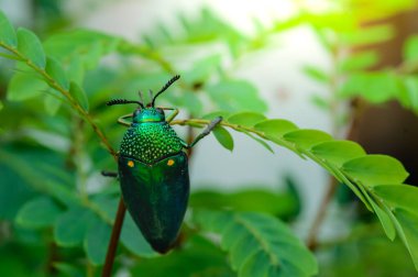 Doğada metalik tahta-sıkıcı bir böcek, Mücevher böceği, Buprestid (Sternocera aequisignata)
