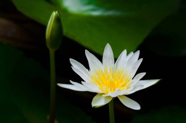 Beyaz nilüfer çiçekleri, küçük yeşil tomurcuklar ve koyu arkaplanda yeşil yapraklar.