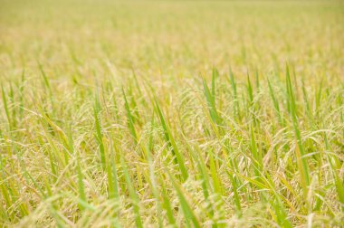 Öğle vakti altın pirinç veriliyor.