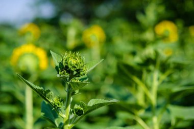 Genç ayçiçeği doğru zamanı bekliyor. Güneşin altında çiçek açmak için. Dar odaklı bulanık arka planla çekilmiş.