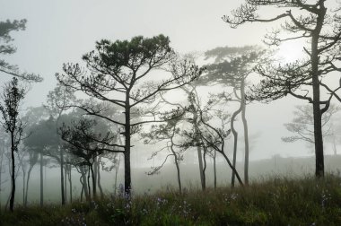 Tayland çam ağacının sisli sahnesi