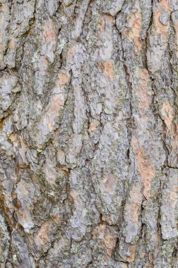 bir çam ağacı desenli arka plan duvar kağıdı