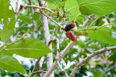 Ağaçlarda dut meyveleri 