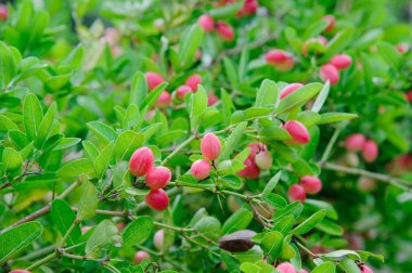 Thai 'nin Karanda ağaçları