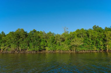 Tayland 'ın küçük deresi ve açık mavi gökyüzü olan yeşil mangrovu.
