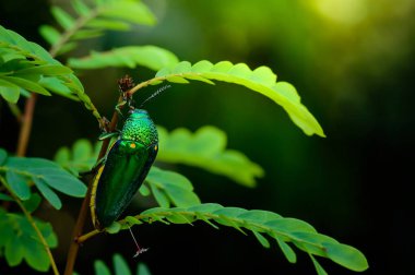 Doğada metalik tahta-sıkıcı bir böcek, Mücevher böceği, Buprestid (Sternocera aequisignata)