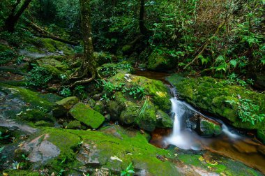 ormandaki küçük dere