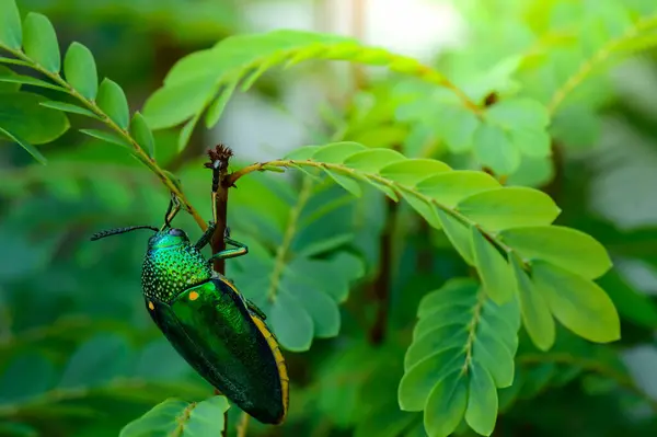 Doğada metalik tahta-sıkıcı bir böcek, Mücevher böceği, Buprestid (Sternocera aequisignata)