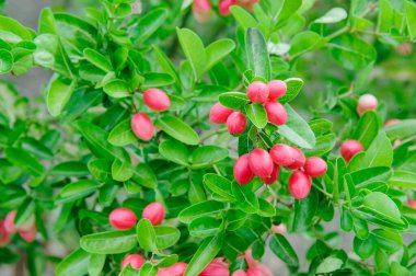 Thai 'nin Karanda ağaçları