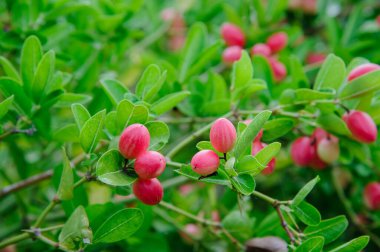 Thai 'nin Karanda ağaçları