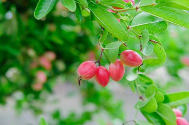 Thai 'nin Karanda ağaçları