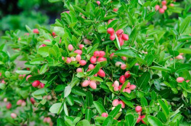 Thai 'nin Karanda ağaçları