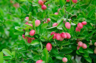 Thai 'nin Karanda ağaçları