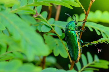 Doğada metalik tahta-sıkıcı bir böcek, Mücevher böceği, Buprestid (Sternocera aequisignata)