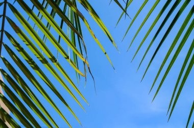 Çok renkli mavi gökyüzünde parlak yeşil palmiye yaprakları yaz mevsiminin uzun bir gününde, çok güçlü bir güneş ışığı ile birlikte doymuş bir renk dokusu ve oranın bazı kısımlarına bazı gölgeler bırakır.