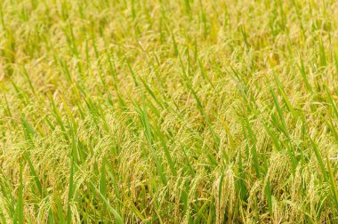 Altın pirinç tarlasının yakın plan fotoğrafı.