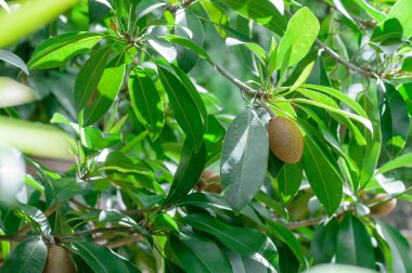 Arka bahçede Tayland sapodillası