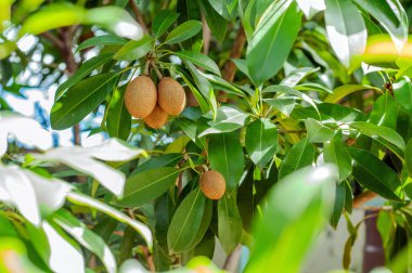 Ağaçlarında toplanmaya hazır bir sürü sapodilla meyvesi var..